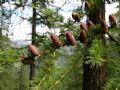 Larix decidua